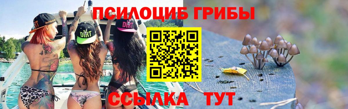 Галлюциногенные грибы Psilocybe Новомосковск